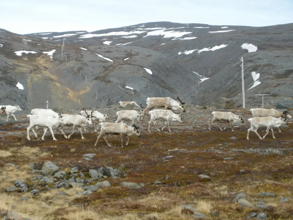 Reinbeite: Frivillig avtale er best_Tamrein-scaled.jpg